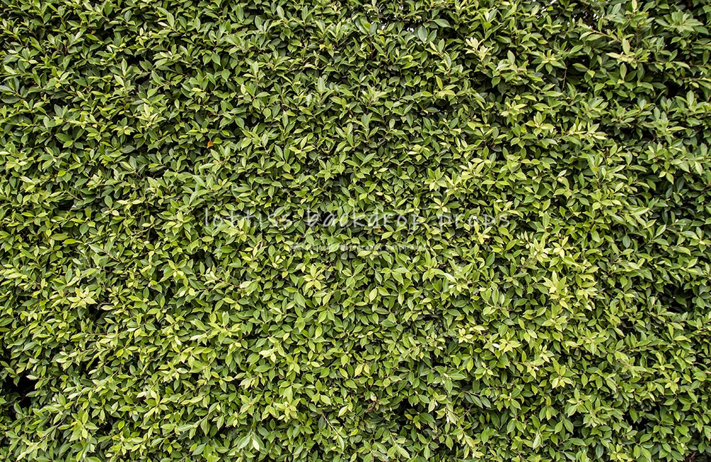 Green Grass Floor Backdrops Kids Adult Photography Props Child Baby Photocall Decors Photostudio Photo Background