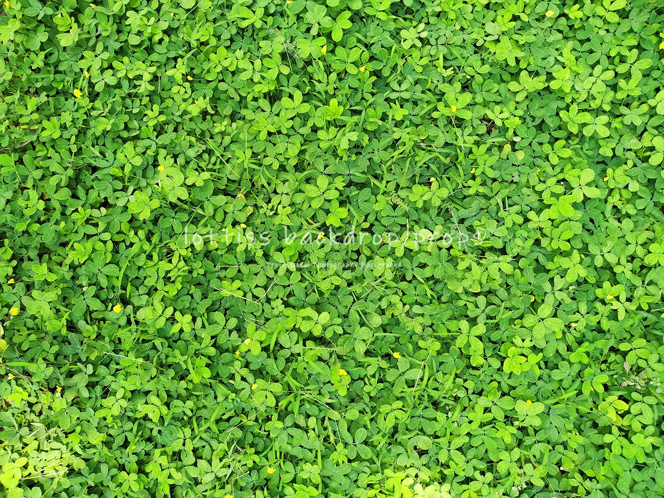 Light Grass Floor Backdrops Kids Adult Photography Props Child Baby Birthday Festvial Props Wedding Ceremony Backgrounds